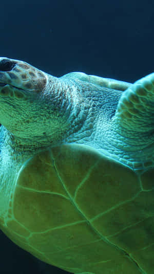 Turtle Side View Iphone Hd Wallpaper