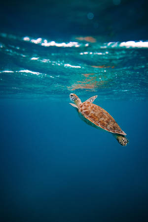 Turtle Swimming Up To The Surface Wallpaper