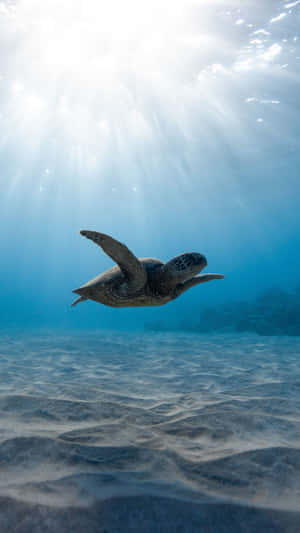 Turtle With Sunlight Iphone Hd Wallpaper