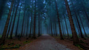 Twilight In Quiet Forest Desktop Wallpaper