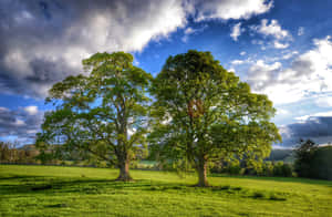 Twin Oak Tree Wide Field Wallpaper