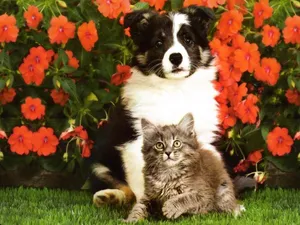 Two Adorable Best Friends - Kitten And Puppy Wallpaper