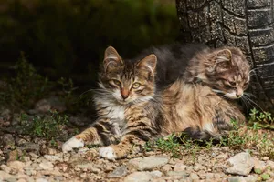 Two Aesthetic Cats In Tire Wallpaper