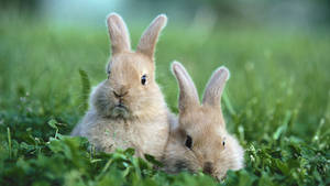 Two Brown Rabbits Apearring Over A Log Wallpaper