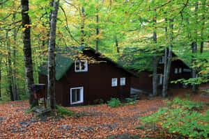 Two Cabins In The Woods Wallpaper