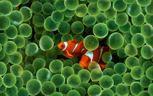 Two Clownfish Swimming In A Sea Of Colorful Corals Wallpaper