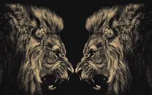 Two Cool Lion Face To Face Wallpaper