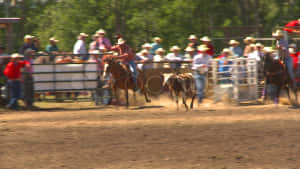 Two Cowboys Rope In A Calf In A Friendly Team Roping Match. Wallpaper