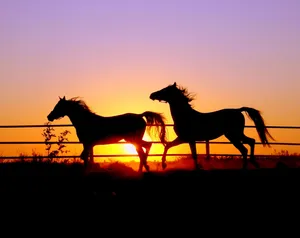 Two Cute Horses On Sunset Wallpaper