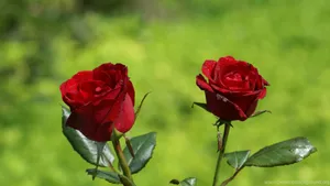 Two Dethorned Red Roses Laptop Wallpaper