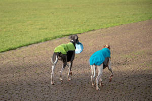 Two Dogs With Frisbee Wallpaper