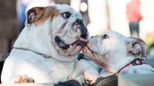 Two English Bulldogs Kissing Wallpaper