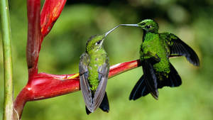 Two Green Hummingbirds Wallpaper