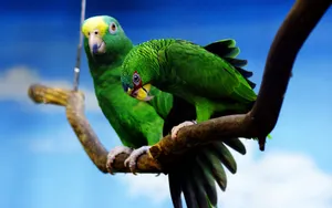 Two Green Parrots On Thin Branch Wallpaper