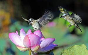 Two Hummingbirds On Flower Wallpaper