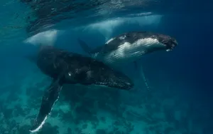 Two Humpback Whales Underwater Wallpaper