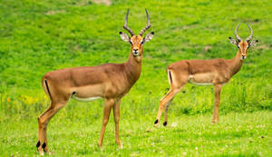 Two Impalas Wild Animal Wallpaper