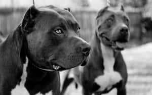 Two Large Pitbull Dogs Wallpaper