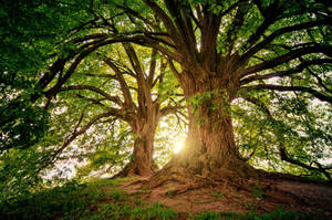 Two Old Trees In The Woods Wallpaper