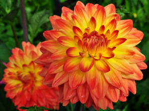 Two Orange And Yellow Dahlia Flowers Wallpaper