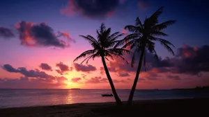 Two Palm Trees On A Beach With A Sunset Wallpaper