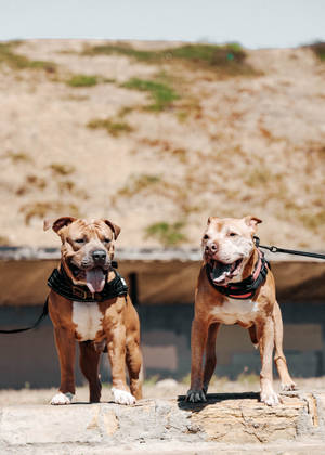 Two Pitbulls On A Rock Wallpaper