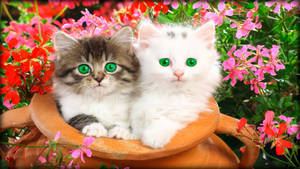 Two Playful And Beautiful Green-eyed Kittens Wallpaper