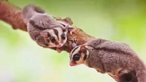 Two Sugar Gliders On Branch Wallpaper