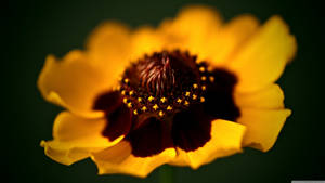 Two Toned Yellow Brown Macro Flower Wallpaper