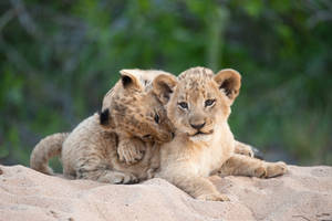 Two Wild Animal Cubs Wallpaper