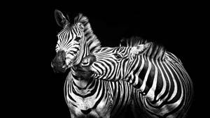 Two Zebra In Black Wallpaper