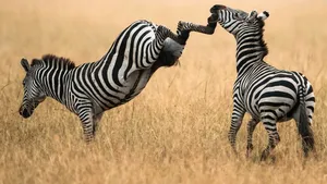 Two Zebras Fighting Wallpaper