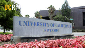 Ucr Concrete Sign With Flowers Wallpaper