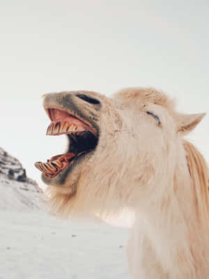 Ugly Funny Horse Sneeze Snow Wallpaper