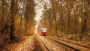 Ukraine Tram In The Woods Wallpaper