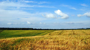 Ukraine Yellow Green Fields Wallpaper