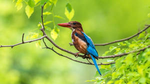 Ultra Hd Laptop Kingfisher On Branch Wallpaper