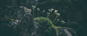 Ultra Wide 4k Wildflower Wallpaper
