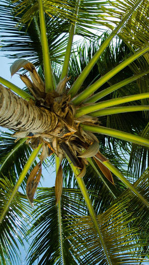 Under The Coco Palm Tree Wallpaper