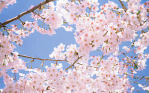 Under The Sun Aesthetic Cherry Blossom Wallpaper