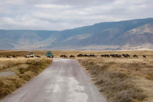 Unesco World Heritage Site Ngorongoro Crater African Buffalo Wallpaper