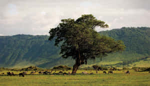 Unesco World Heritage Site Northern Tanzania Ngorongoro Crater Wildlife Wallpaper