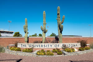 University Of Arizona Arranged Cacti Wallpaper