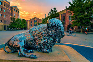 University Of Colorado At Boulder Buffalo Statue Wallpaper