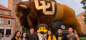 University Of Colorado's Stately Buffalo Mascots Wallpaper