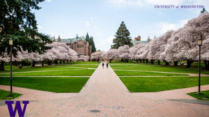 University Of Washington Quad Wallpaper