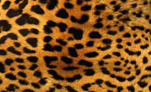 Unleash Your Inner Fierceness With Glitter Leopard Wallpaper