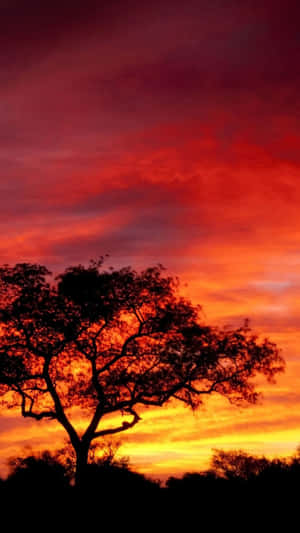 Unlock A World Of Possibilities With The New African Iphone Wallpaper