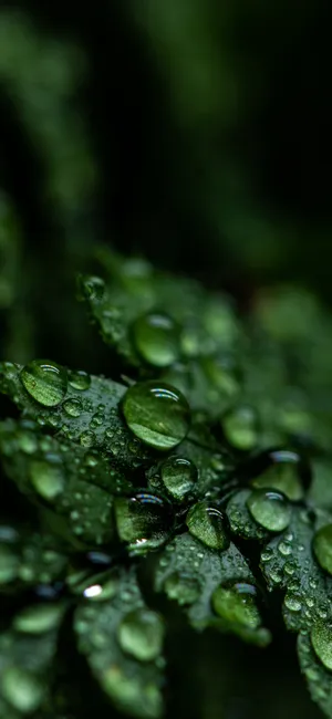 Unlock Nature's Beauty With An Iphone Wallpaper