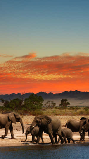Unlock Your African Spirit With The Iphone Wallpaper